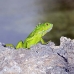iguana_green_tf_gc_v_0058_cay0975.jpg